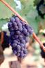 Red Grapes, Grape Cluster, Dry Creek Valley, Sonoma County, California, FAVV04P11_11