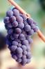 Grape Cluster, FAVV04P11_12