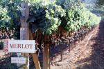 Merlot Grapes, Vineyard Rows, Dry Creek Valley, Sonoma County, California, FAVV04P11_17