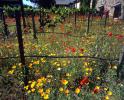Vines, California Poppy, FAVV04P13_06