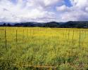 Mustard Plants, empty rows, hills, clouds, mountains, FAVV04P13_08