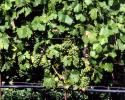 White Grapes, Grape Clusters, leaves, vines