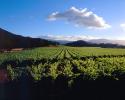 Rows of Vines, hills, clouds, mountains, FAVV04P13_12