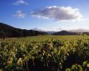 Rows of Vines, hills, clouds, mountains