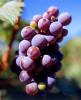Red Grapes, Grape Cluster, FAVV04P14_02