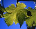 grape leaves, FAVV04P14_04