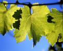 grape leaves, FAVV04P14_05