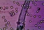 Bacteria Culture, Yeast, wine, Petri Dish, Culture, Bacteria, FAWV01P10_01