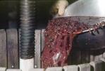 press, crusher, crushing, red grapes, FAWV02P05_04