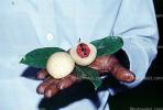 Lychee Fruit, Zanzibar, FDJV01P05_08
