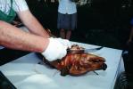 Roasted Pig, Roast, Knife, Chopping Head