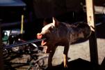 Roasted Pig on a Spit, Roasting, White Meat, Hoof, FDNV02P04_01