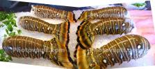 Lobster Tails, Panorama, FGND01_014