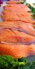 Raw Salmon Fish Steaks, Fillet, FGND01_021