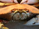 Cooked Dungeness Crabs, steamed, seafood, shellfish, face, Pareidolia, FGND01_028