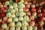Apples, texture, background, FGNV02P11_05