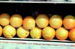 Oranges, FGNV02P11_11