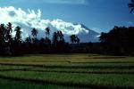 Island of Bali, Rice Paddy, FMAV01P04_06