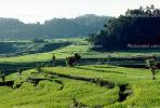 Island of Bali, Rice Paddy, FMAV01P04_11.0838