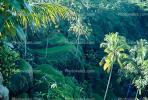 Palm Trees, Island of Bali, FMAV01P04_15.0946