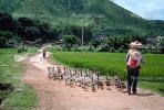 Ducks, Rice Field, Paddy, FMAV01P05_13.0946