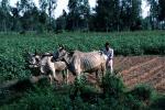 Tilling Soil, Plowing, Farmer, Oxen, Cow, Bull, Brahma, FMAV01P07_05