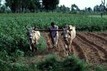 Tilling Soil, Plowing, Farmer, Oxen, Cow, Bull, Brahma, dirt, FMAV01P07_07