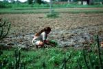 Girl, Woman, Planting, sowing, irrigation, Sythe