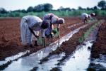 Planting, sowing, irrigation, Women, Woman, Water, FMAV01P07_18