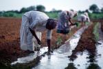 Planting, sowing, irrigation, Women, Woman, Water, FMAV01P08_01