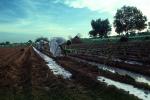 Planting, sowing, irrigation, Women, Woman, Water, FMAV01P08_02