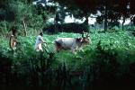 Plowing, Farmer, Oxen, Cows, Brahma, Bull, plants, FMAV01P08_06