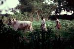 Plowing, Farmer, Oxen, Cows, Brahma, Bull, plants