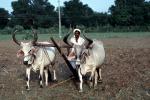 Plowing, Farmer, Oxen, Cows, Brahma, Bull, soil, dirt, FMAV01P08_18