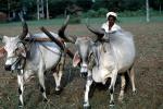 Plowing, Farmer, Oxen, Cows, Brahma, Bull, soil, dirt, FMAV01P08_19