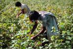 Cotton, Picking, Harvesting