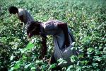 Cotton, Picking, Harvesting, FMAV01P09_08