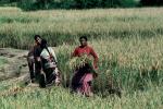 Woman, Women, Labor, Laborers, Harvesting, Kathmandu Valley, FMAV01P10_05
