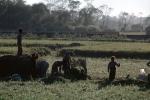 Woman, Women, Labor, Laborers, Harvesting, Kathmandu Valley, FMAV01P11_03
