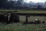 Woman, Women, Labor, Laborers, Harvesting, Kathmandu Valley, FMAV01P11_04