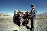 Yak, Oxen, Cows, Plowing, Tilling, Tibet, Man, Male, Labor, Laborer, dirt, soil, FMAV01P13_07