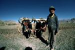 Yak, Oxen, Cows, Plowing, Tilling, Tibet, Man, Male, Labor, Laborer, dirt, soil, FMAV01P13_08