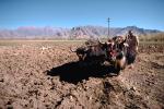 Yak, Oxen, Cows, Plowing, Tilling, Tibet, Man, Male, Labor, Laborer, dirt, soil, FMAV01P13_10.0947