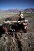 Yak, Oxen, Cows, Plowing, Tilling, Tibet, Man, Male, Labor, Laborer, dirt, soil, FMAV01P13_11