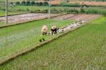 Rice paddy, planting, planters, farmers, FMAV01P13_12.0947