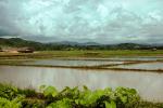 Rice paddy, homes, houses, buildings