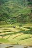 Rice paddy, terrace