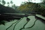 terrace, rice, Terraced Rice Fields, Island of Bali