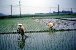 Rice Paddy, Fields, Water, Man, Male, Labor, Laborers, Harvesting, Japan
