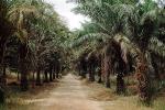 Dirt Road, Palm Trees, unpaved, FMAV02P02_18